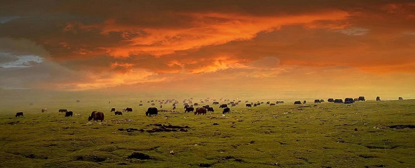 一等奖 天路股份西昌项目吴金旦增——晚霞牧曲.jpg